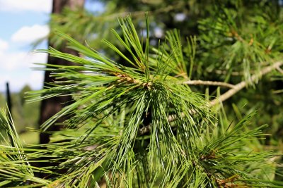 Pinus armandii - borovice armandova - jehlice detail